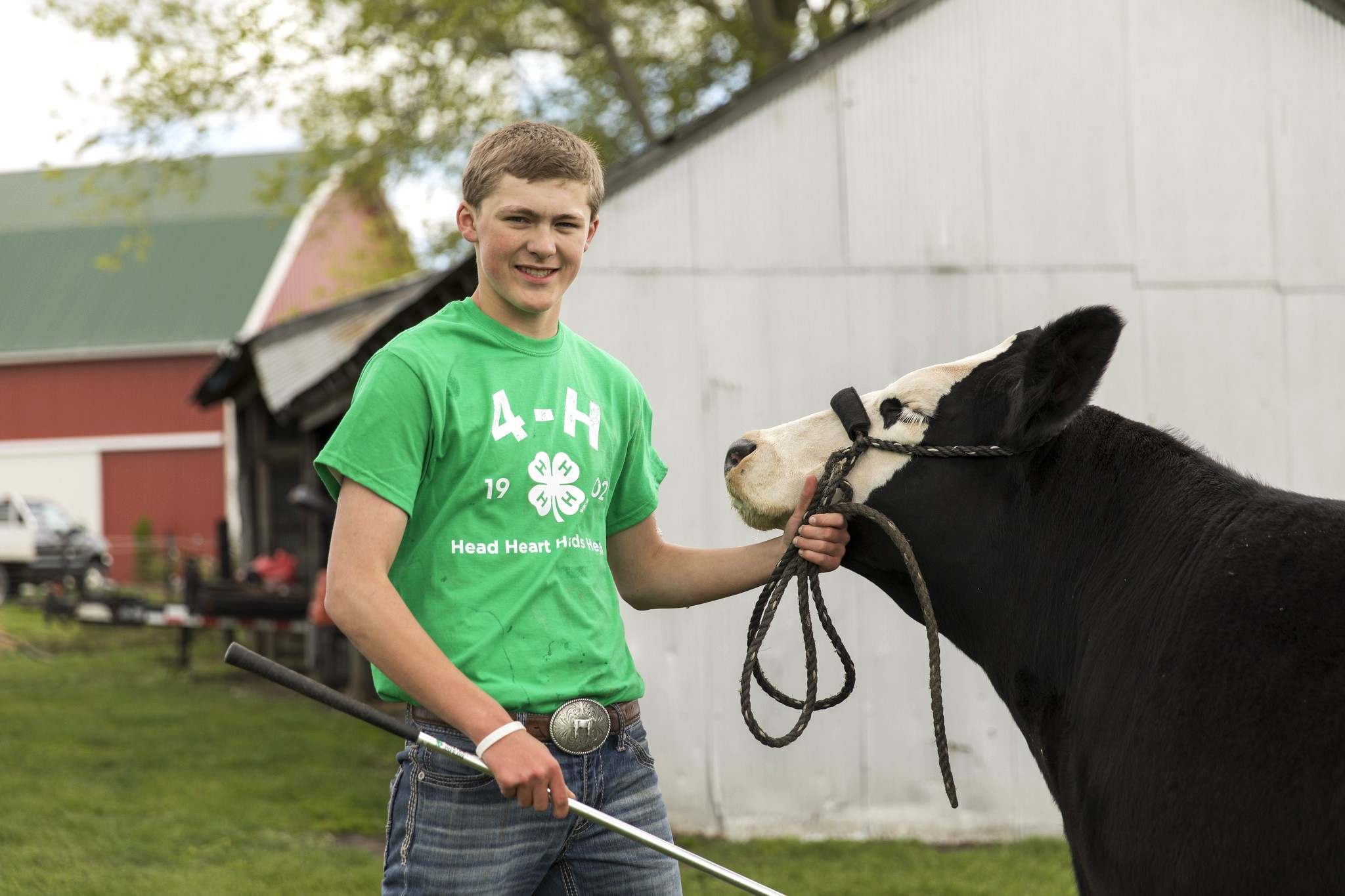 Youth with Cattle