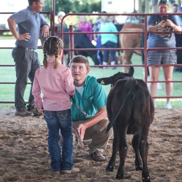 Bucket Calf Judging