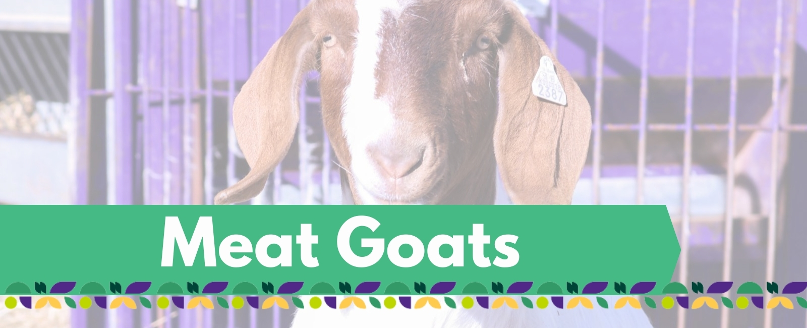 meat goat project banner with text