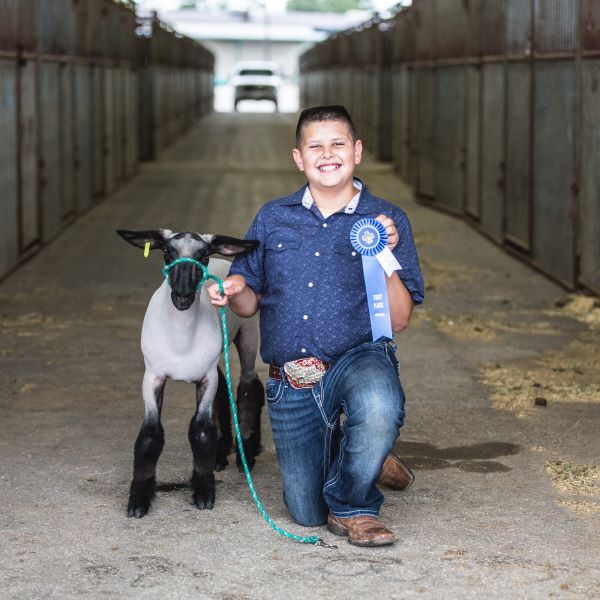 Sheep Show Participant with Ribbon