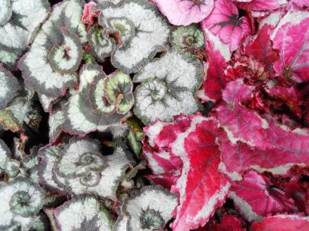 Rex begonia foliage