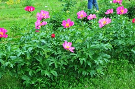 'Red Charm' peony plant