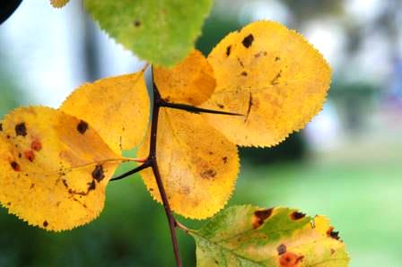 Cockspur Hawthorn (fall color)